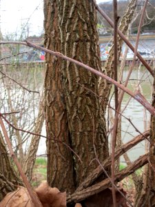20140225Ulme_Staden1