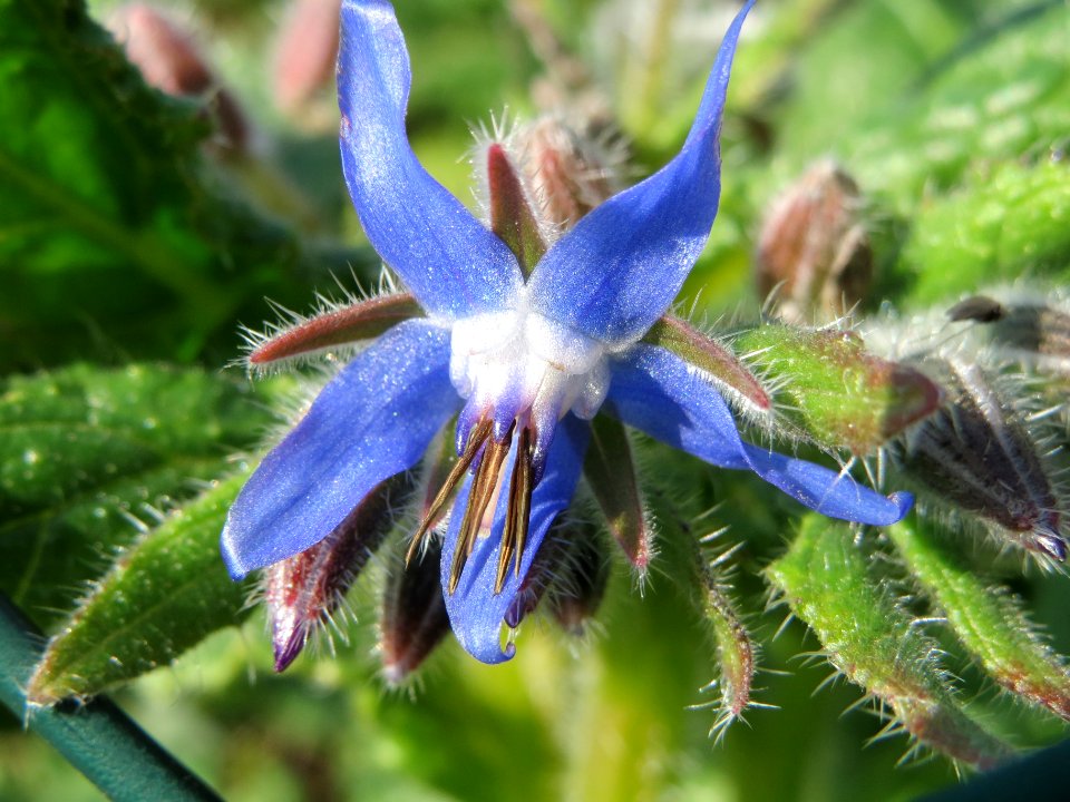 20140305Borago_officinalis