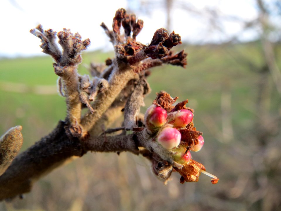 20140227Viburnum_lantana2
