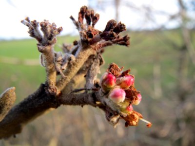 20140227Viburnum_lantana2