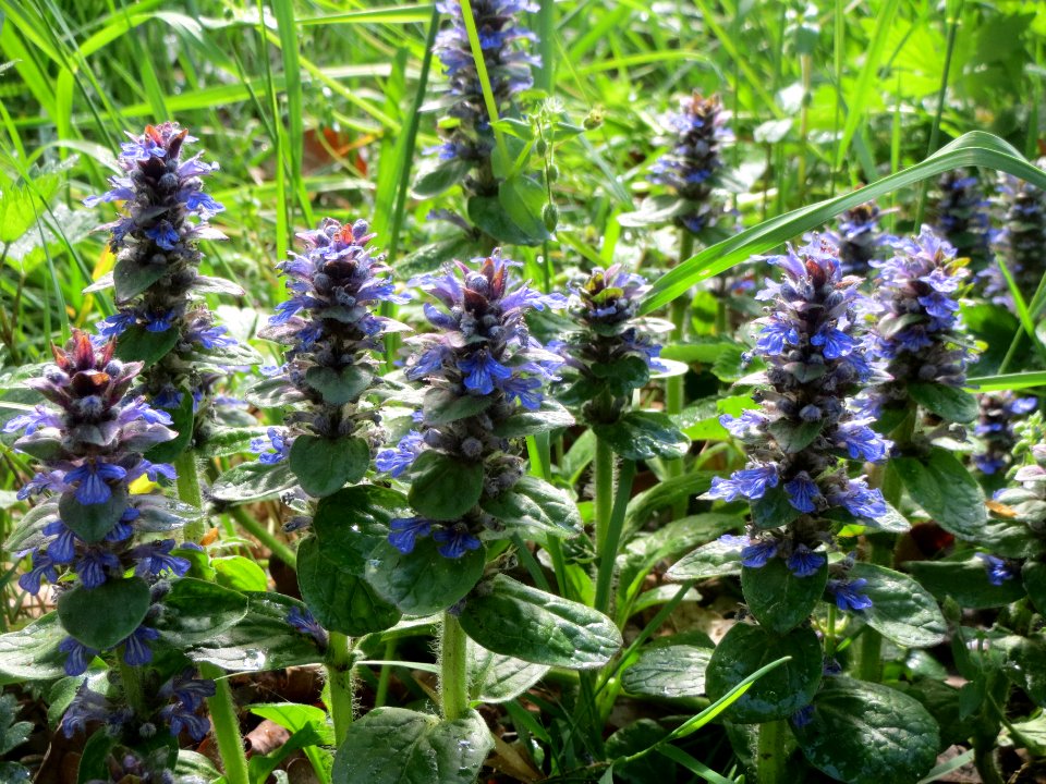 20140418Ajuga_genevensis1