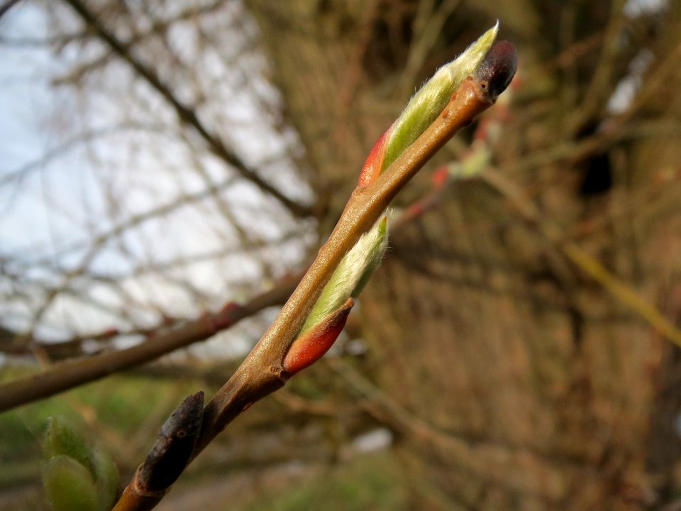 20140303Salix_alba6