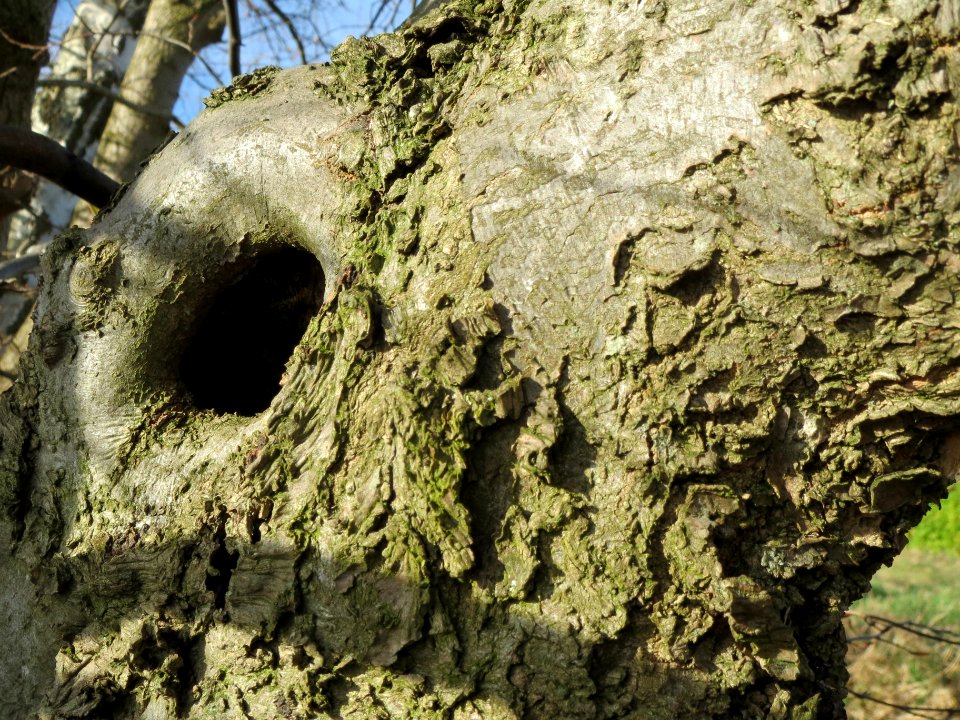 20140228Carpinus_betulus2