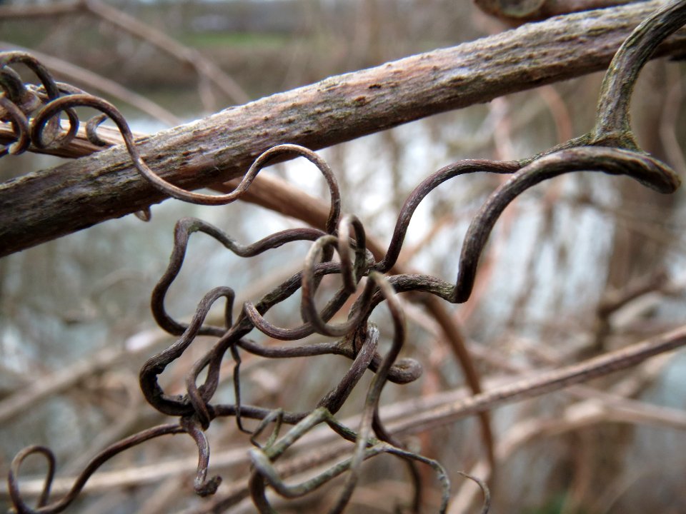 20140225Hopfen_Saarbruecken2