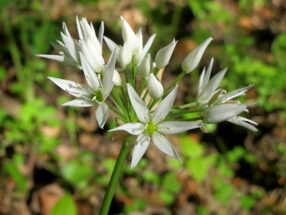 20140418Allium_ursinum2