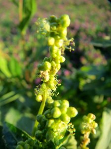 20140302Mercurialis_annua4