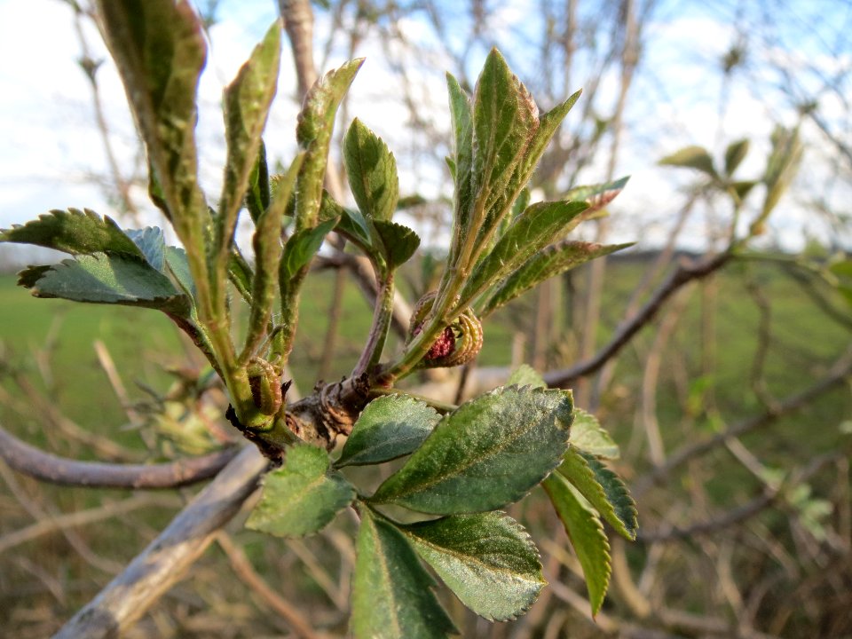 20140227Sambucus_nigra2
