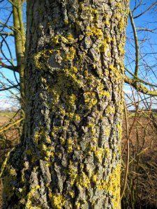 20140217Ulmus_minor11