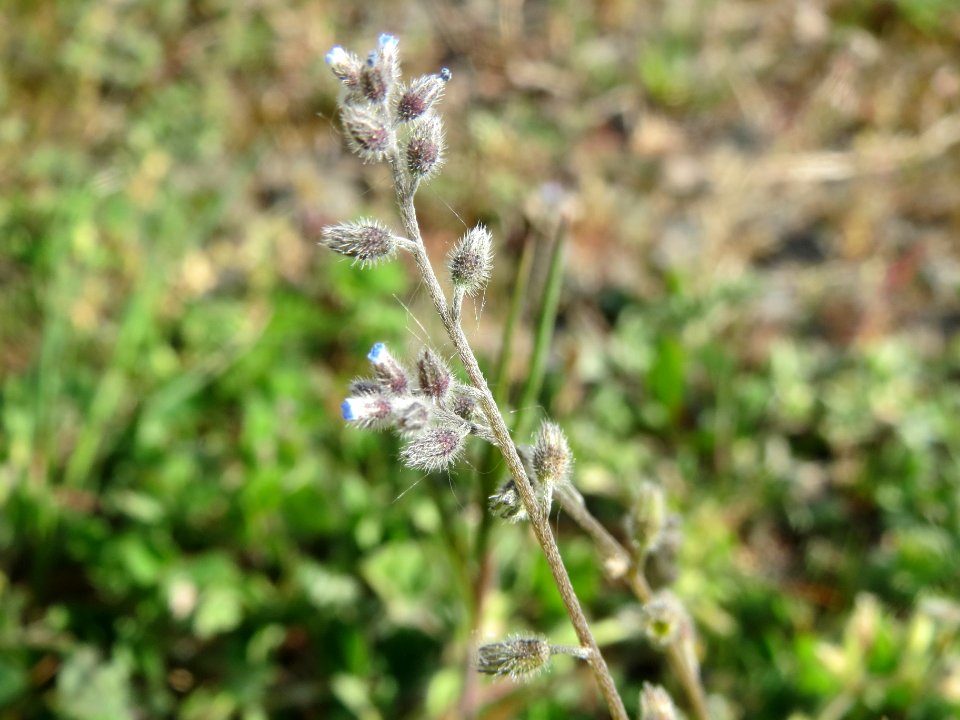 20140417Myosotis_stricta