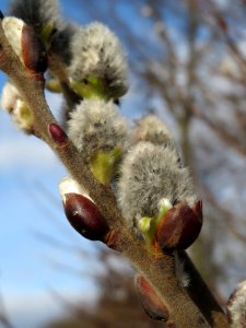 20140227Salix_caprea3