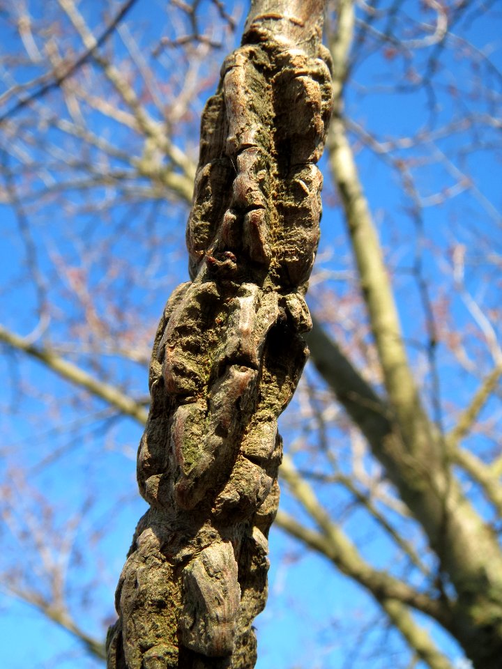 20140217Ulmus_minor07
