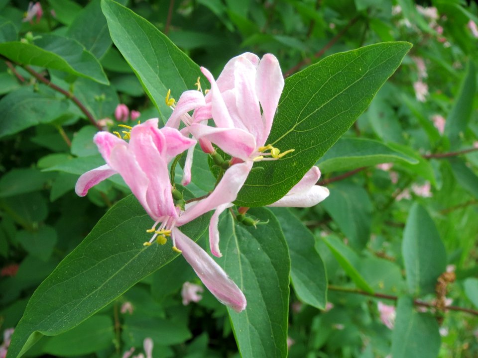 20140414Lonicera_tatarica3