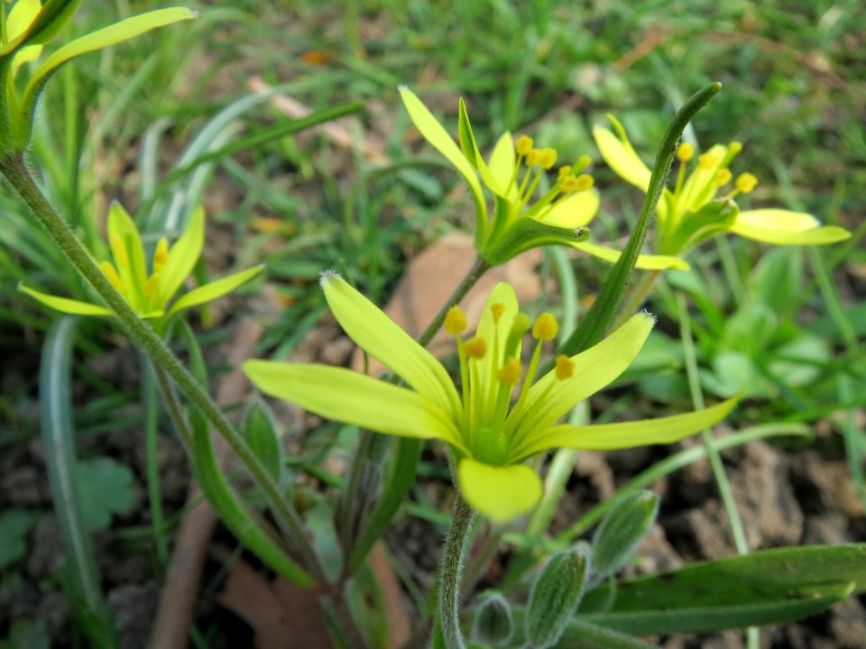 20140308Gagea_villosa1