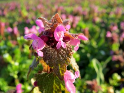 20140302Lamium_purpureum2