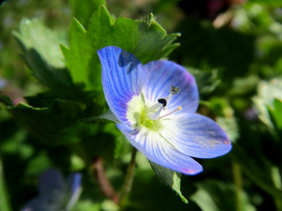20140224Veronica_persica