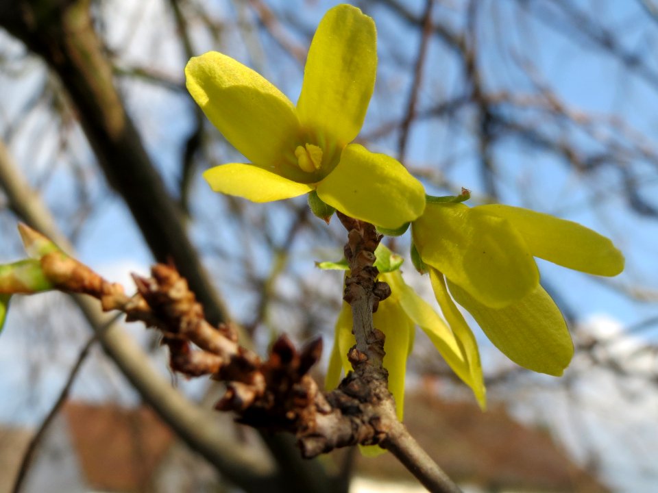20140304Forsythie_Hockenheim