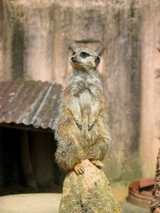 Nature tiergarten curious photo