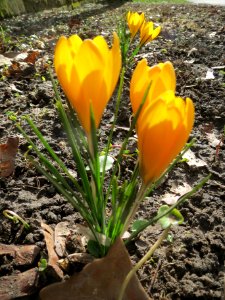 20140220Crocus_chrysanthus1