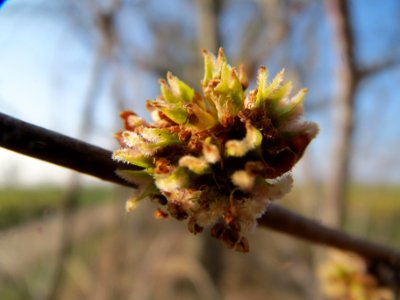 20140307Acer_saccharinum1