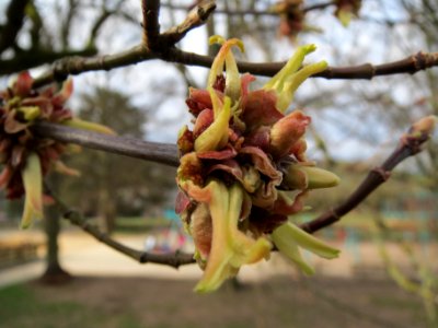 20140225Acer_negundo3