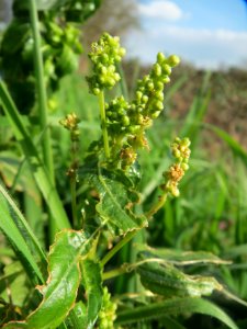 20140304Mercurialis_annua