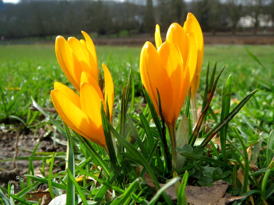 20140220Crocus_chrysanthus4