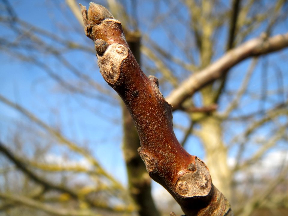 20140304Juglans_regia2