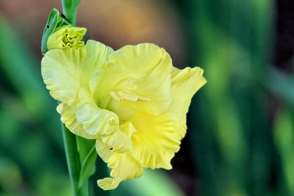 Yellow flowers bloom