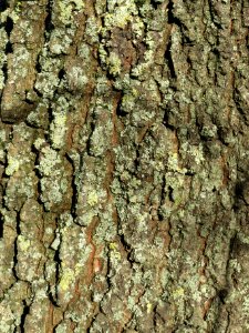 20140217Ulmus_minor15