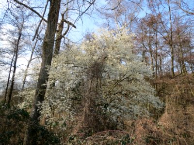 20140304Prunus_cerasifera_Marlach