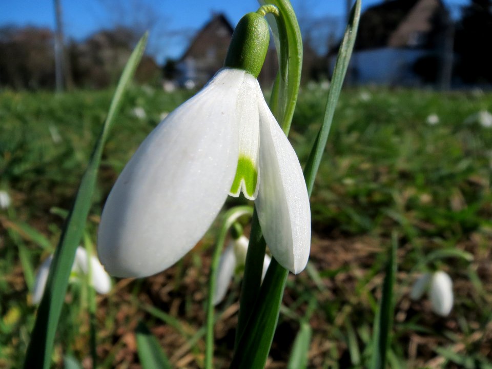 20140217Galanthus_nivalis3