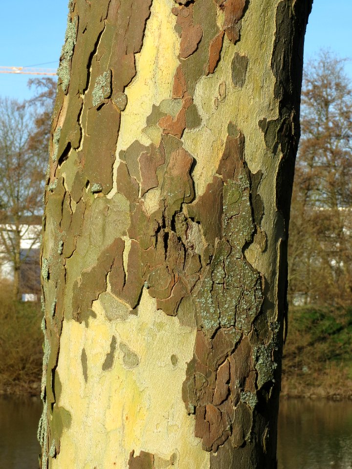20140224Platane_Saarbruecken