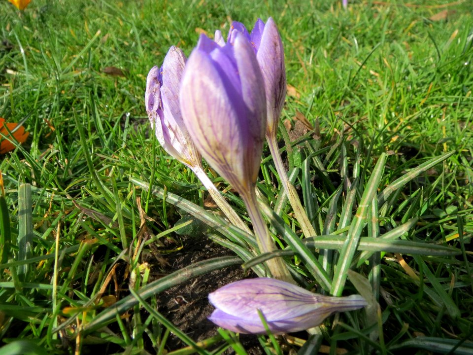 20140220Crocus_tommasinianus1