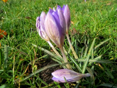 20140220Crocus_tommasinianus1