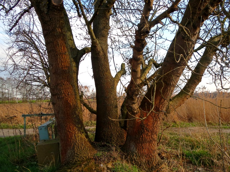 20140304Fraxinus_excelsior2