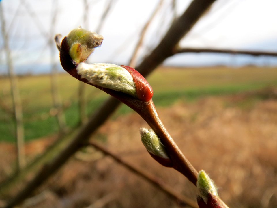 20140303Salix_alba4