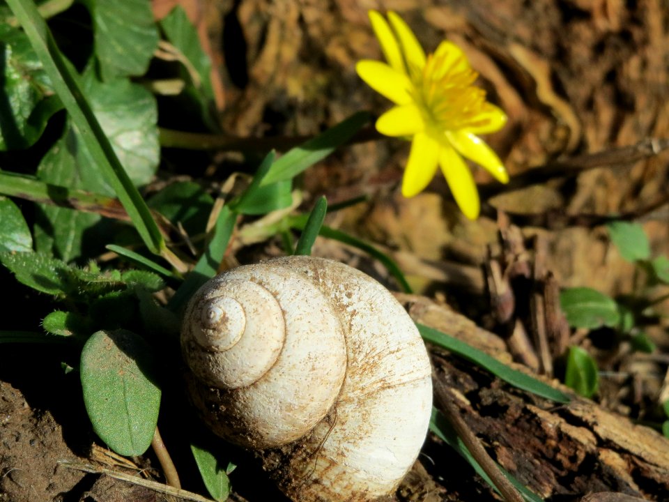 20140224Ficaria_verna4