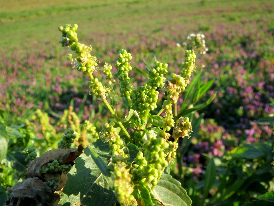 20140302Mercurialis_annua3