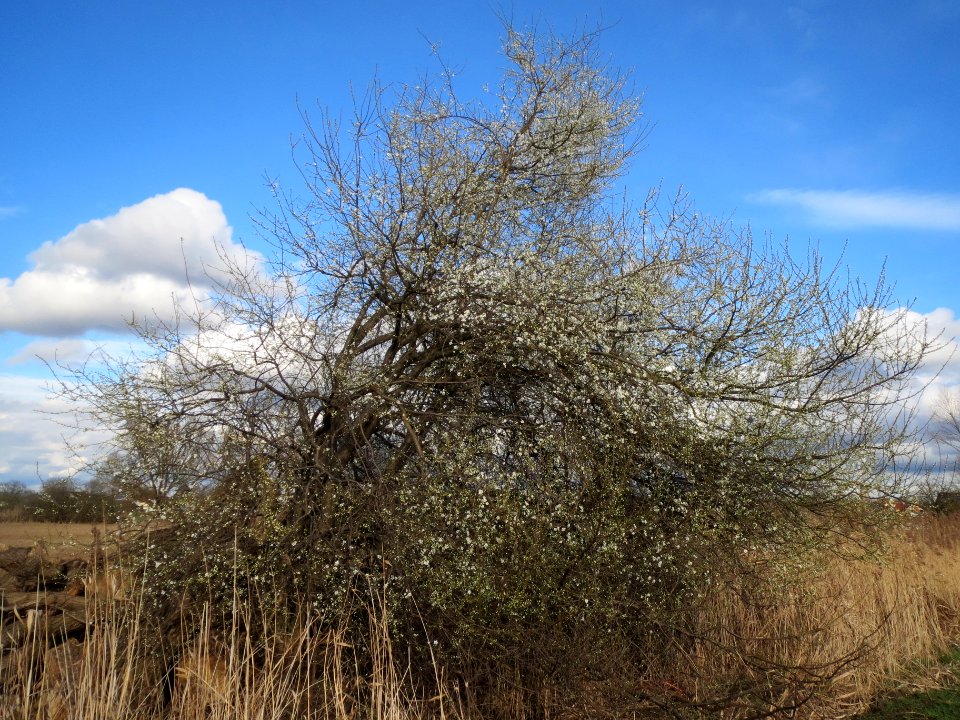20140303Prunus_spinosa1