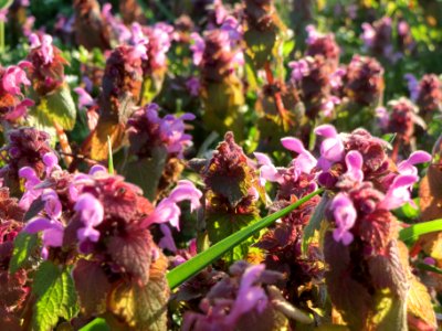 20140302Lamium_purpureum1