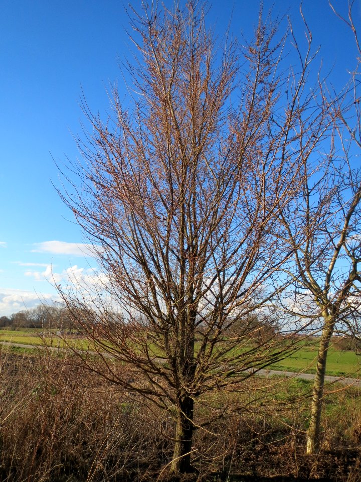 20140217Ulmus_minor17