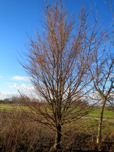 20140217Ulmus_minor17