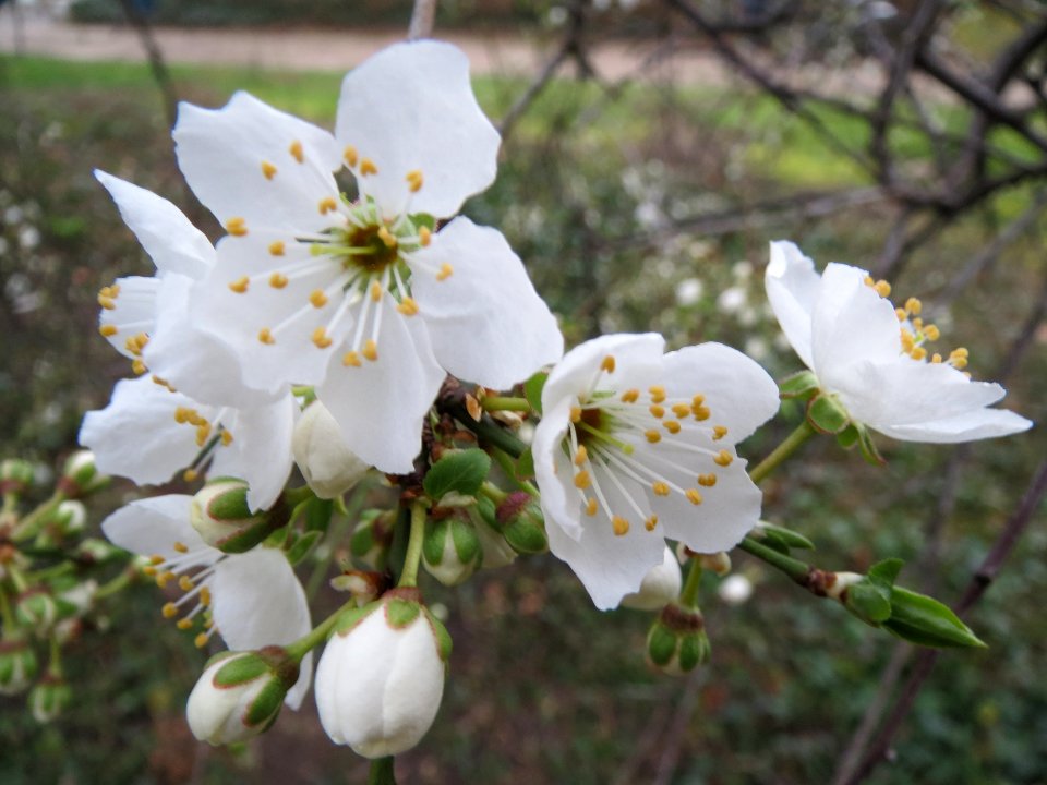 20140303Prunus_cerasifera_Hockenheim3