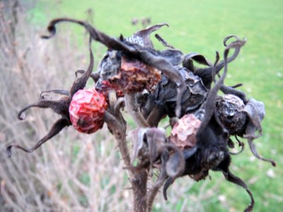 20140301Rosa_rugosa1
