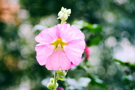 Hollyhock flower summer garden