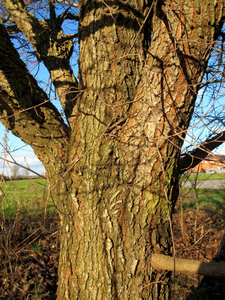 20140217Ulmus_minor20