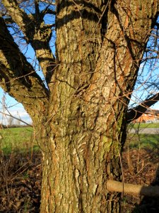 20140217Ulmus_minor20