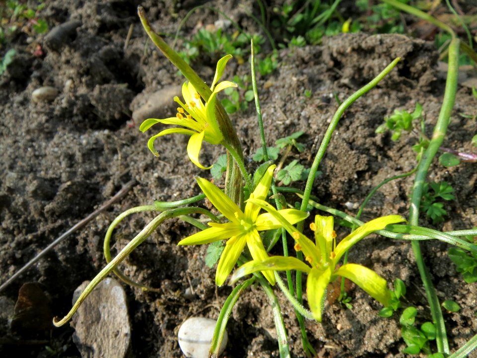 20140308Gagea_villosa3