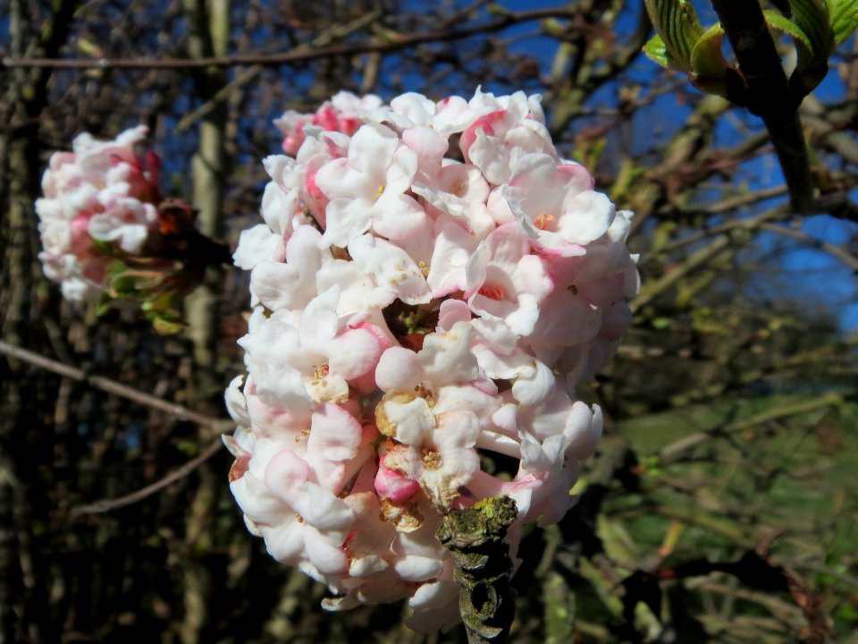 20140217Viburnum_×_bodnantense2