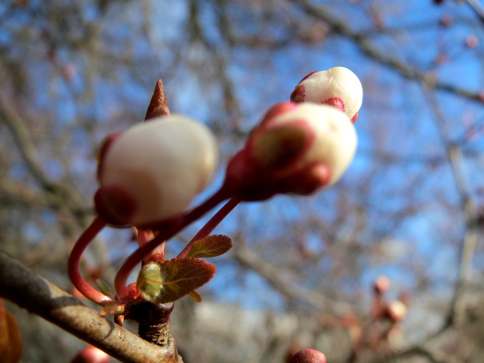 20140303Prunus_cerasifera_Hockenheimer_Rheinbogen3